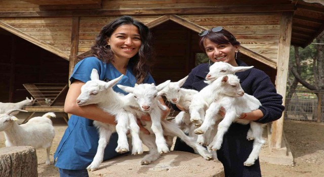 Antalya Hayvanat Bahçesinde Kanguru ve lemur yavru doğumları başladı