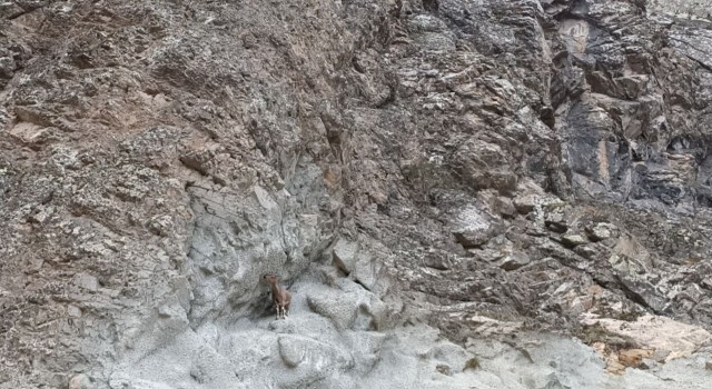 Artvinde baraj ve yol şantiyeleri yaban keçilerinin uğrak noktası haline geldi