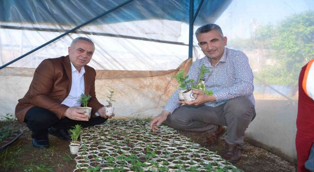 Atık karton bardaklarda çiçek üretiliyor