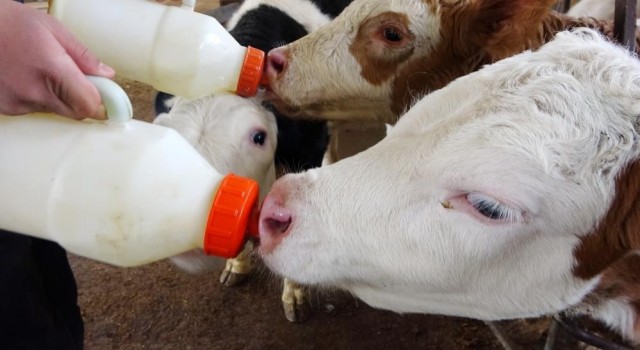 Aydında 48 milyonluk çiğ süt ve buzağı desteği ödemesi