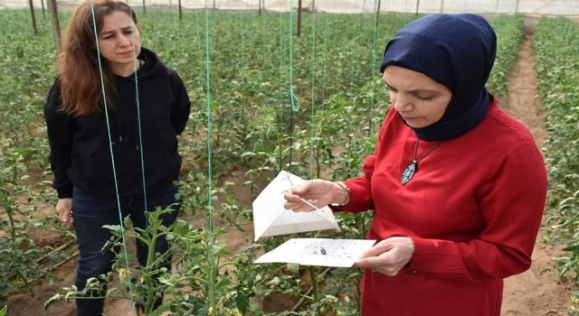 Aydında biyoteknik mücadele çalışmaları devam ediyor