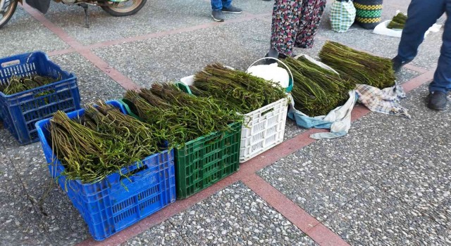Aydında Sarmaşık otu yok satıyor