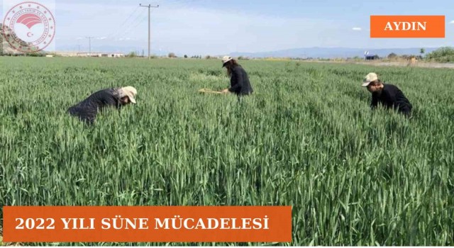 Aydında süne mücadelesi devam ediyor