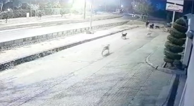 Aynı yerde 10u geçkin köpeğin bebek arabalı aile ve vatandaşlara kabus yaşattığı anlar kamerada