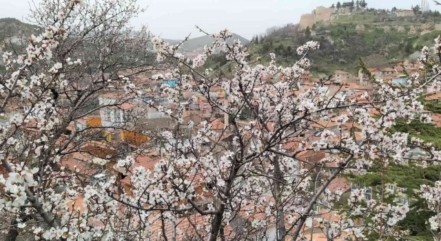 Badem ağaçları bu yıl zamanında çiçek açtı