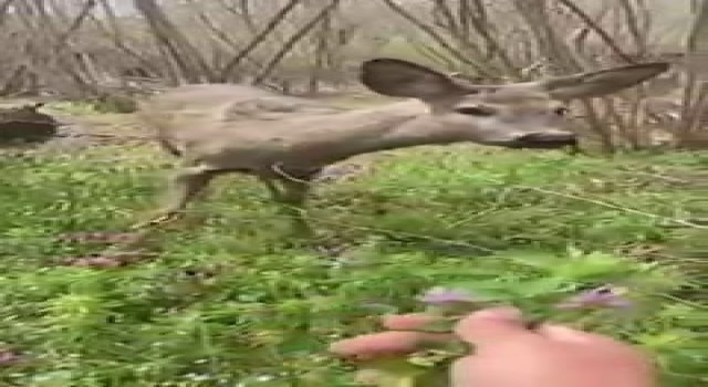 Bahçesine giren karacaya böyle seslendi