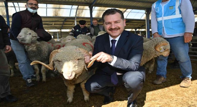Balıkesir Büyükşehirden yerli üreticiye damızlık koç desteği