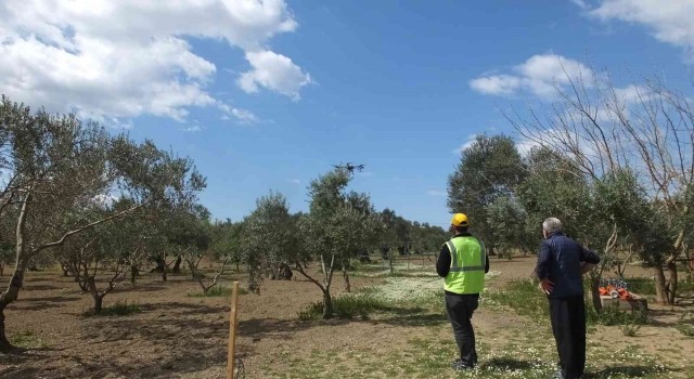 Balıkesirde 1300 yıldır ürün veren ağaç, görenleri şaşırtıyor