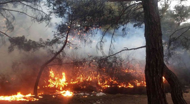 Balıkesirde orman yangını zamanında müdahale ile kısa sürede söndürüldü