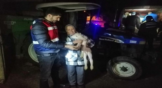 Balyadan çalınan koyunlar Kepsutta ele geçirildi