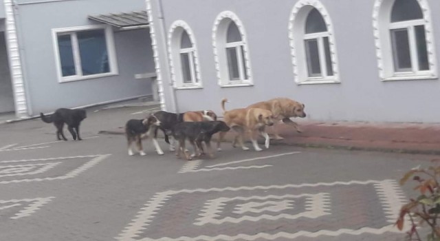Başıboş gezen sokak köpekleri tedirgin ediyor
