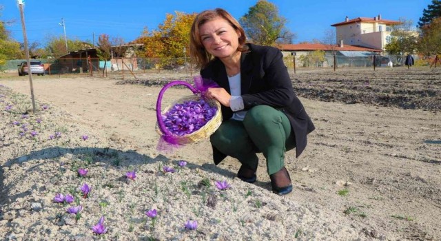 Başkan Köse, “Bu yıl ki safran hasadında hedefimiz 500 gram”