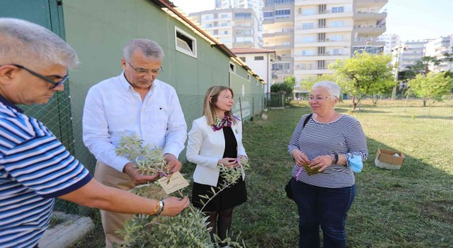 Başkan Tarhan adına zeytin fidanı dikildi