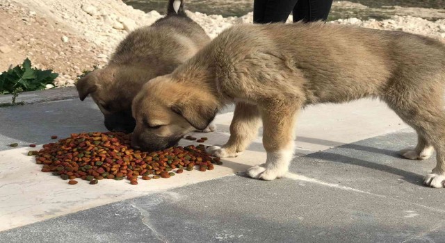 Batmanda gönüllüler sokak hayvanları için yiyecek bıraktı