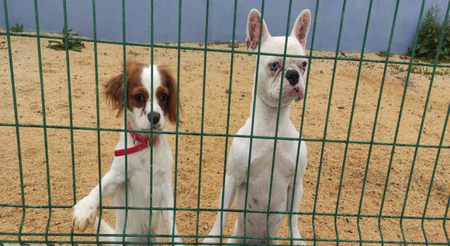 Bayram öncesi köpek otellerinde yer kalmadı