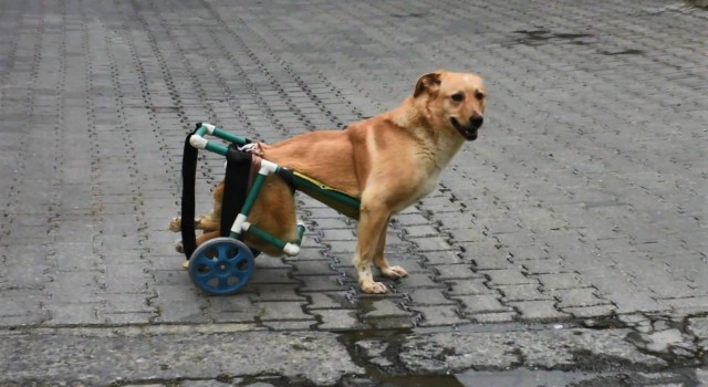 Beli kırılan sokak köpeği tekerlekli düzenekle yeniden yürüdü