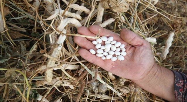 Beyşehirin coğrafi işaretli Çetmi Şeker Fasulyesi Avrupa ülkelerine gönderiliyor