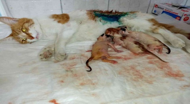 Bilecikte gebe kedi sezaryen ile doğum yaptırıldı
