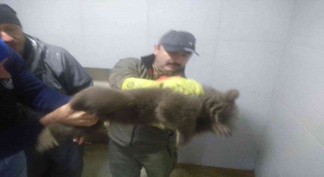 Bilecikte köpeklerin saldırdığı yavru ayı emin ellerde