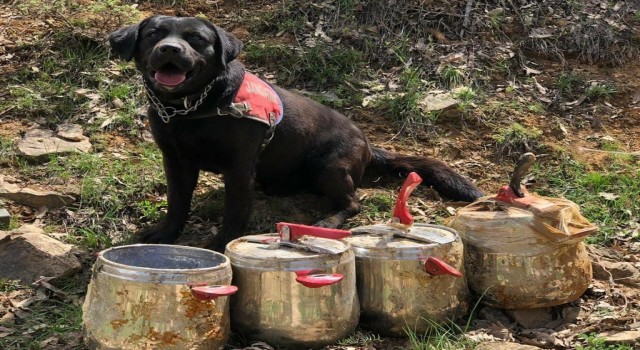 Bingölde 4 düdüklü tenceredeki 80 kilo EYP imha edildi