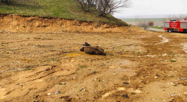 Bingölde çamura saplanan inek kurtarıldı