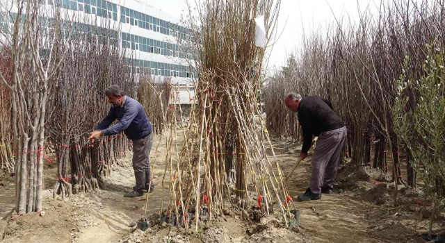 Bingöle bahar ayı geç de olsa geldi, fidan satışları başladı