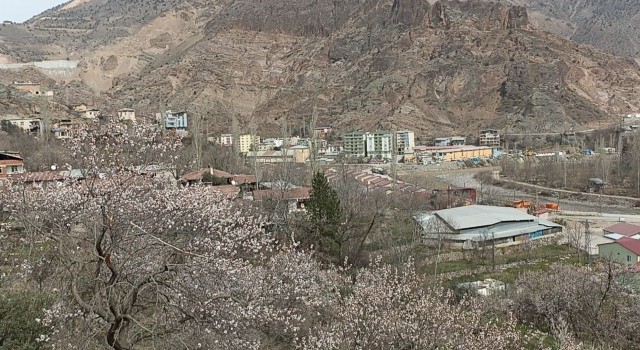 Bu ağaçlar bahara son kez Merhaba dedi