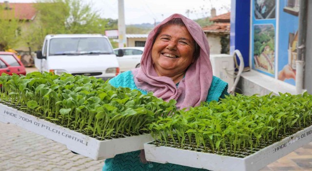 Bucada üreticiye 100 bin sebze fidesi