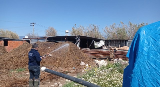 Burhaniyede ilaçlama devam ediyor