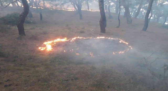 Burhaniyede orman yangını büyümeden söndürüldü