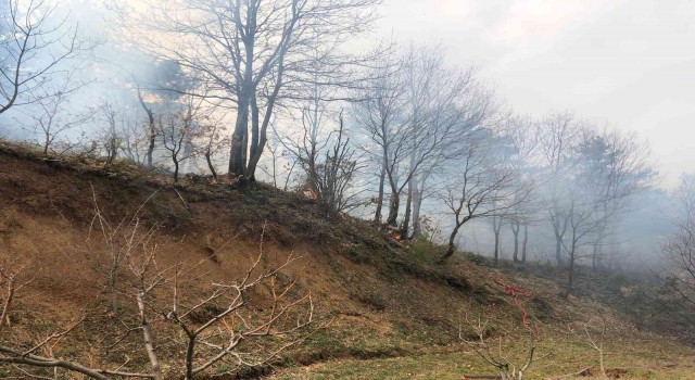Bursa Dağyenicede orman yangını