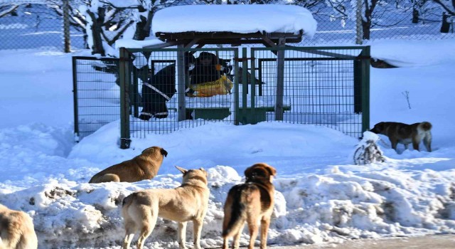 Bursada 200 binden fazla sahipsiz hayvan var
