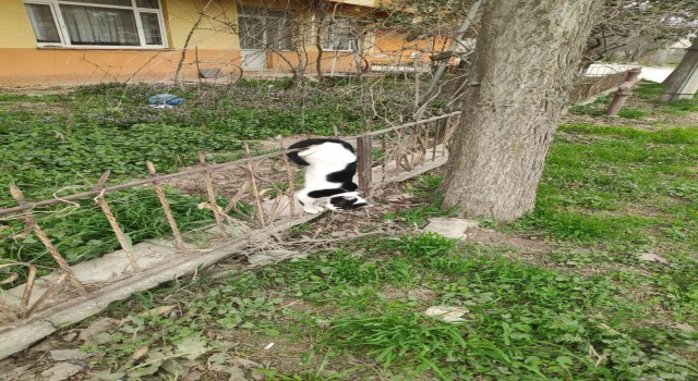 Bursada bahçe demirlerine saplanan kedi kurtarıldı