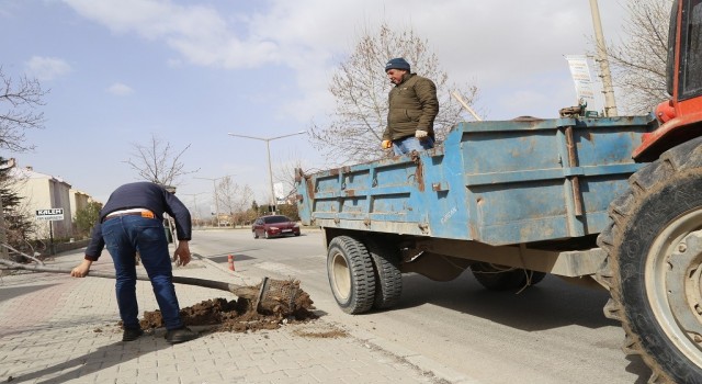 Cadde ve kaldırımlara farklı türlerde 200 adet ağaç dikildi