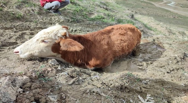 Çamura saplanan ineği vatandaşlar kurtardı