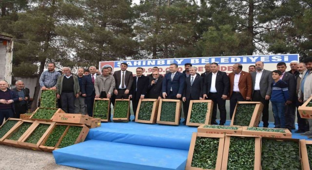 Çiftçilere milyonlarca fide dağıtıldı