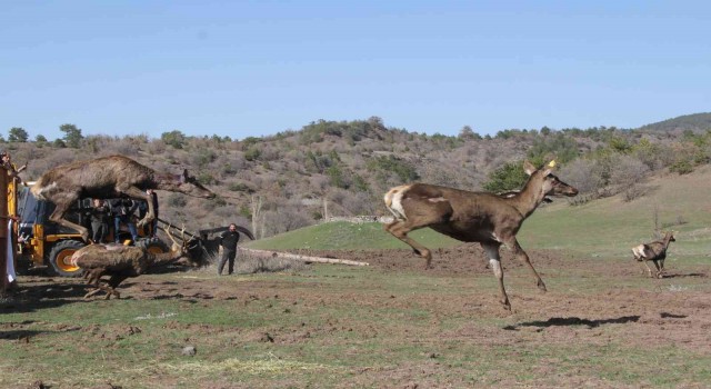 Çorumda 5 kızılgeyik doğaya salındı