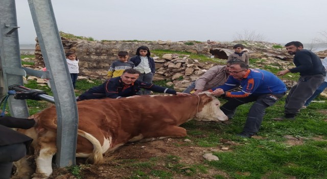 Demir direk arasında sıkışan ineği AFAD ekipleri kurtardı