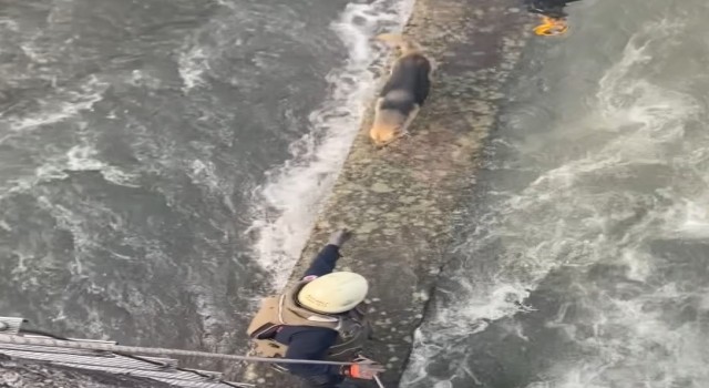 Derede mahsur kalan köpeğe nefes kesen kurtarma operasyonu