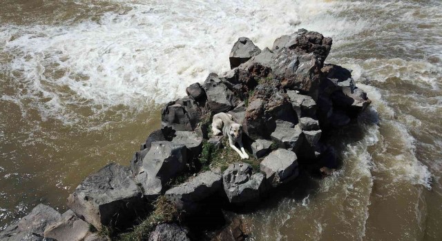 Derenin ortasında mahsur kalan köpek itfaiye ekipleri tarafından kurtarıldı