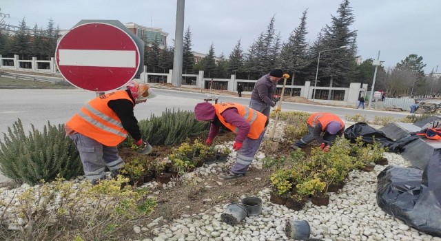 Dikey Bahçede bakım ve düzenleme çalışmaları