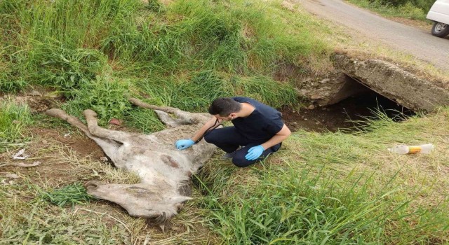 Diyarbakırda menfezde bulunan yaralı katır tedavi altına alındı
