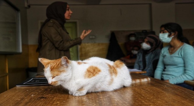 Diyarbakırda tedavi edilen kediler, okulun maskotu oldu