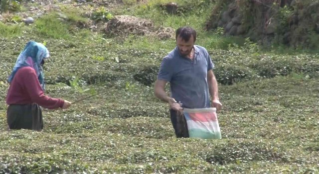 Doğu Karadenizi çay telaşı sardı