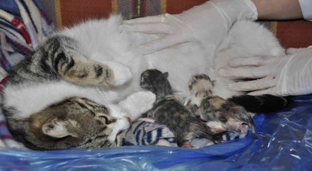 Doğum sancısı çeken kedi aile sağlığı merkezine geldi, doğumu burada yaptırıldı