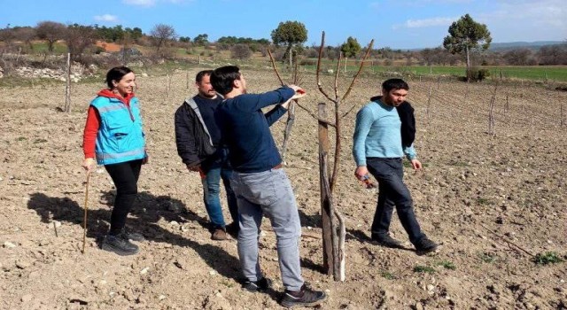 Domaniçte üreticilere uygulamalı cevizde budama ve bakım eğitimi
