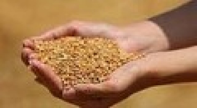 Edirnede buğday 5 lira 352 kuruştan satıldı