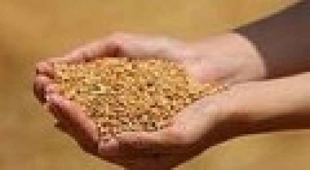 Edirnede buğday 5 lira 440 kuruştan satıldı