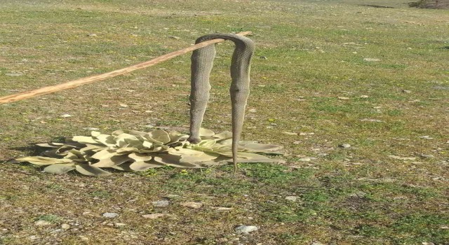 Elazığda baharın gelmesiyle yılanlar görülmeye başlandı