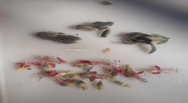 Elazığda çiçek açan kaysı ağaçlarını don vurdu